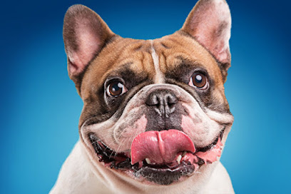 Школа профессиональной дрессировки собак "Dogmagic"