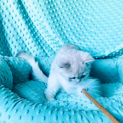 Gregori al Gato